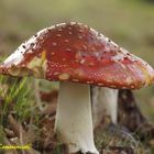 Amanite Muscaria