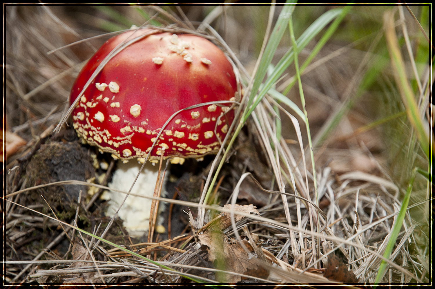Amanite tue mouches photo et image plantes, champignons & lichens