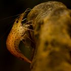 Amano-Garnele (Caridina japonica)