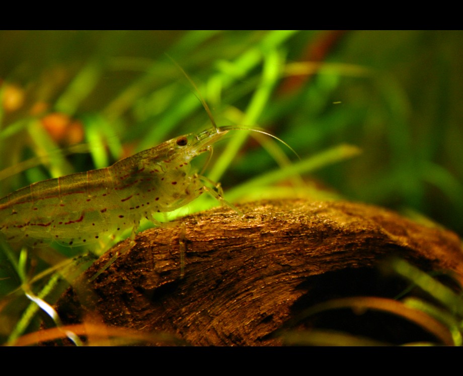 Amano-Garnele (Caridina Japonica)