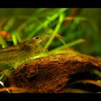 Amano-Garnele (Caridina Japonica)