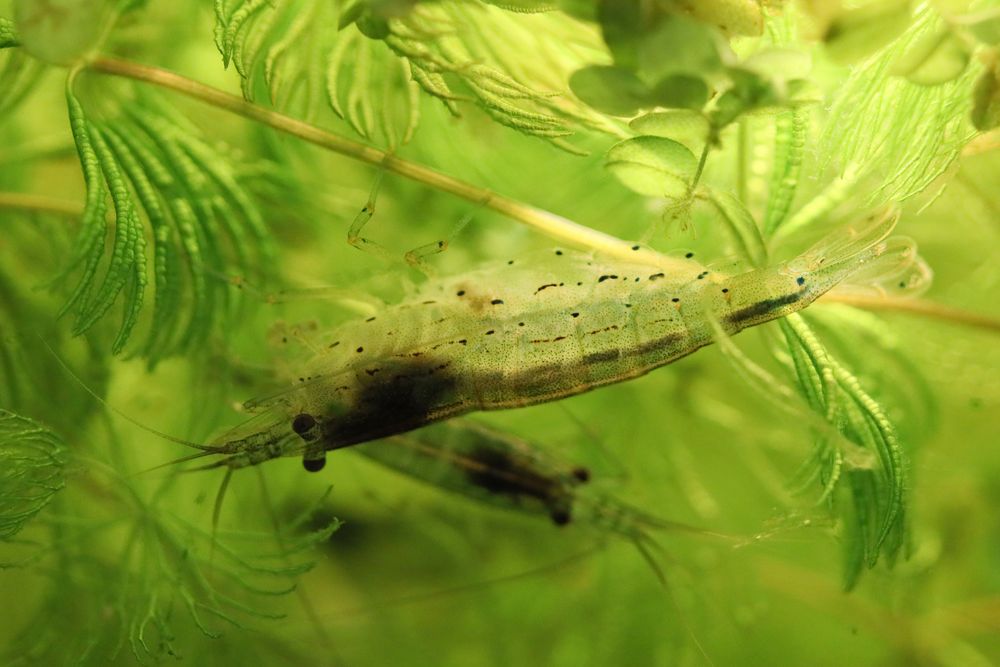 Amano-Garnele kopfüber im Hornkraut