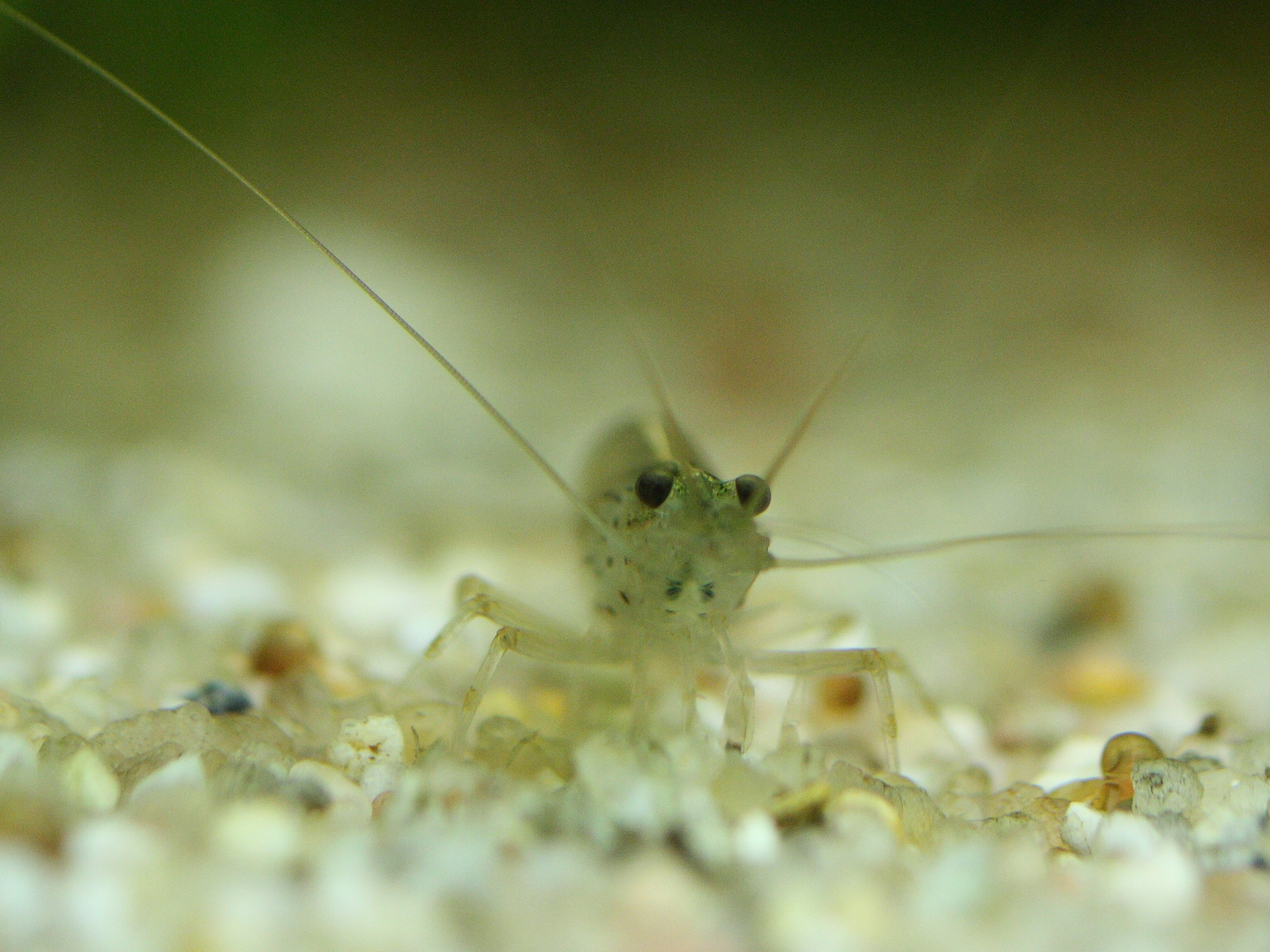 Amanogarnele  - Caridina japonica