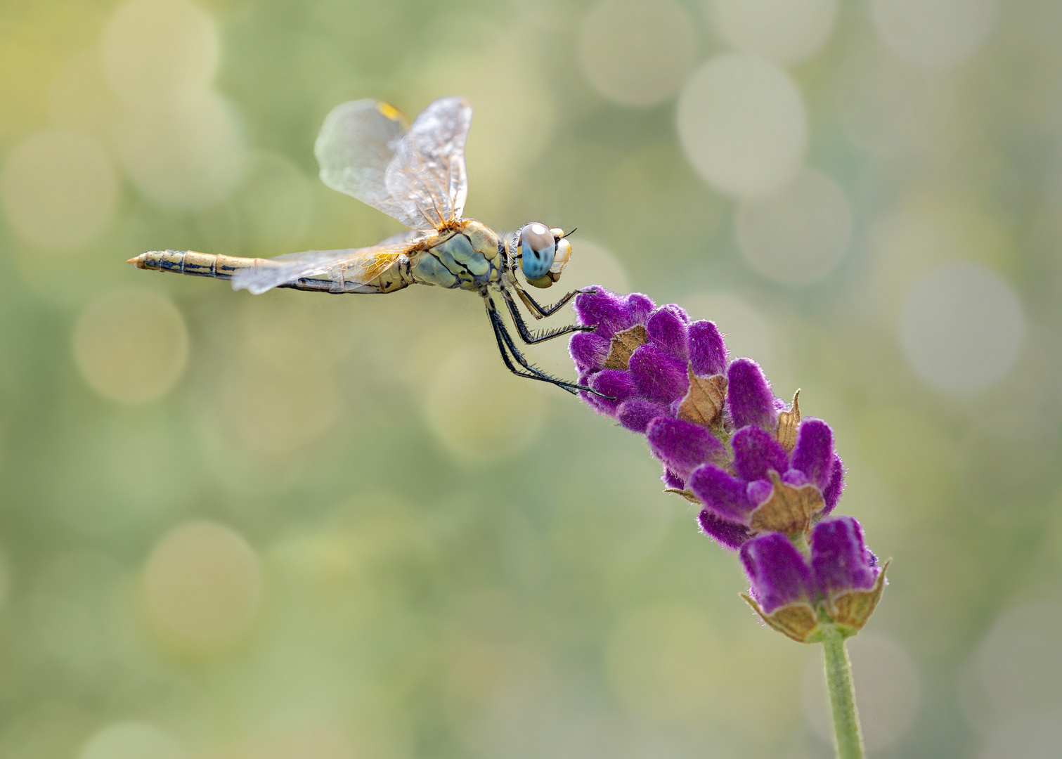 Amante de Lavanda