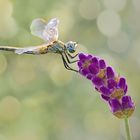 Amante de Lavanda