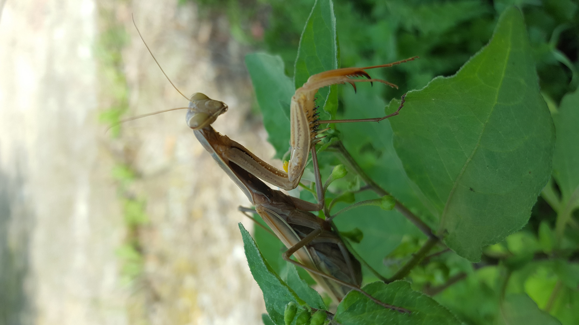 Amantide religiosa bianca