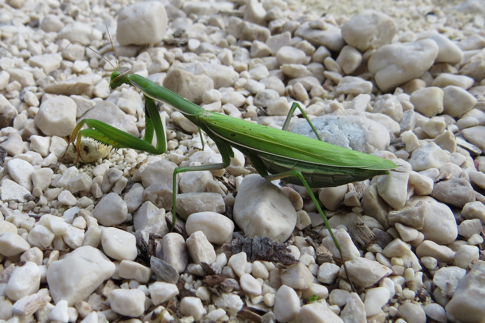 amantide religiosa