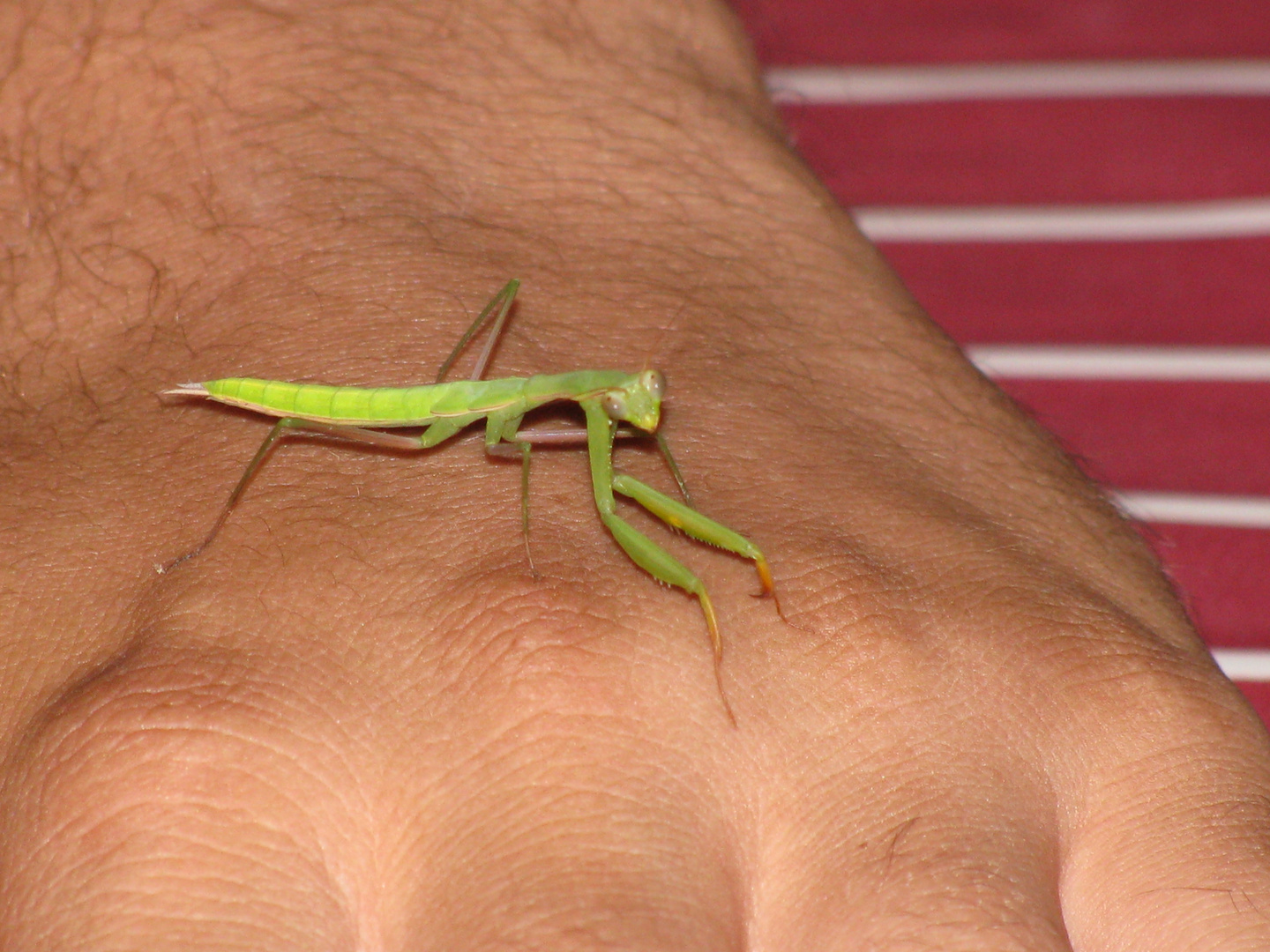 Amantide religiosa in Sardegna