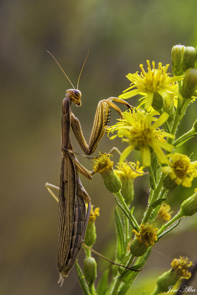 Amantis religiosa