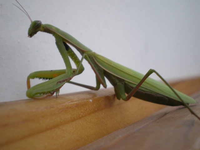 Amantis religiosa