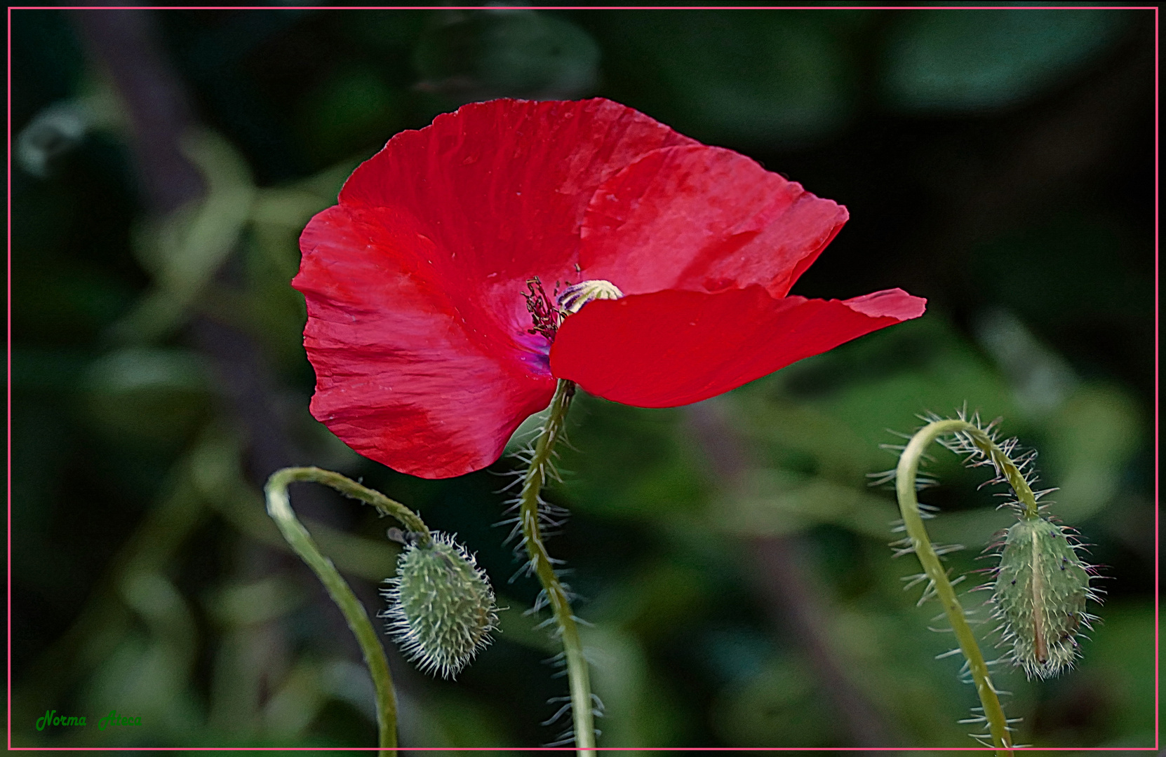 Amapola Foto & Bild | blumen , fotos, natur Bilder auf fotocommunity
