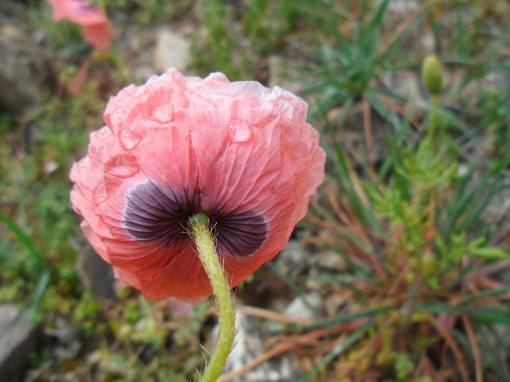 Amapola de Paola Villamora 