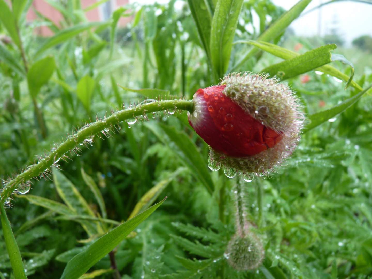 AMAPOLA