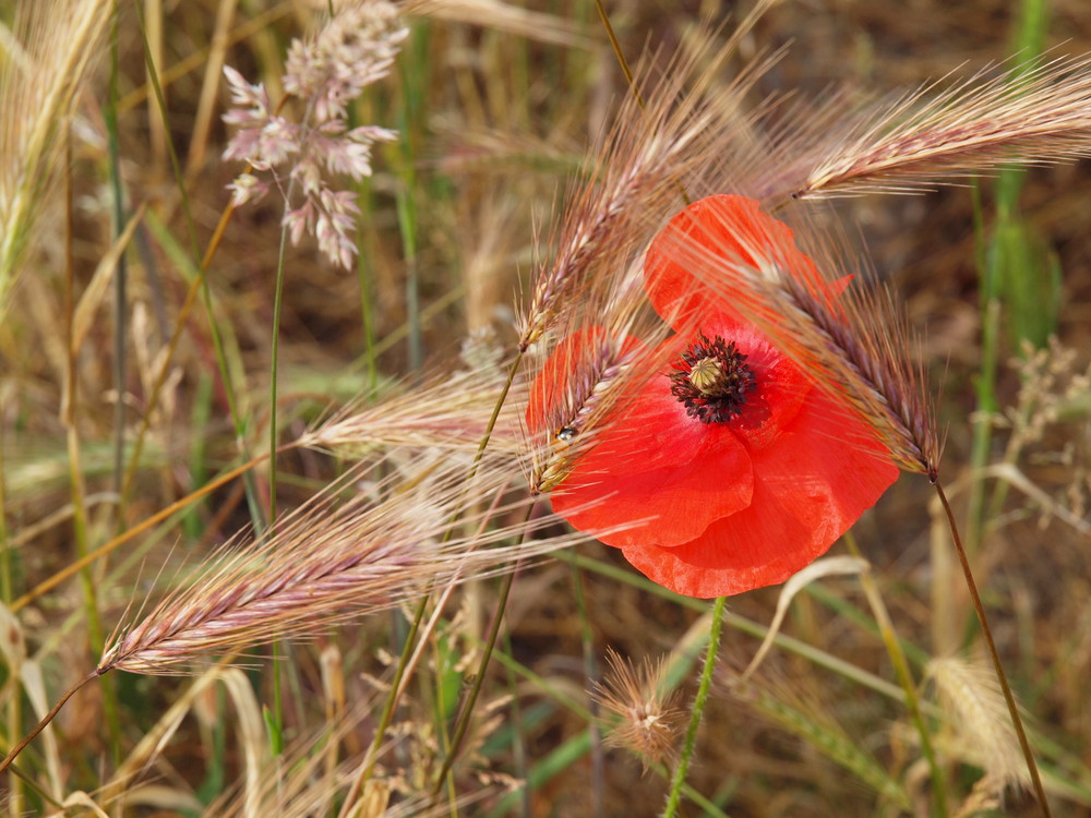 Amapola