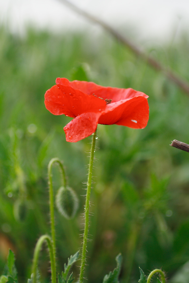 Amapola