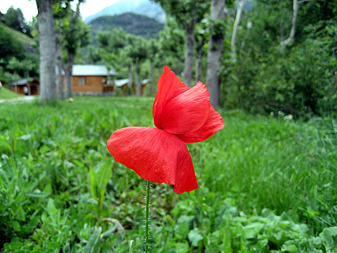 Amapola