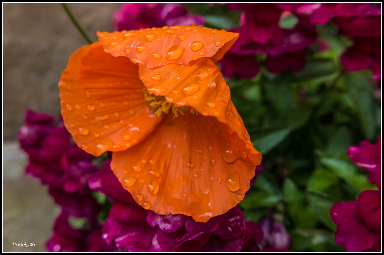 Amapola bajo la lluvia