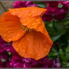 Amapola bajo la lluvia