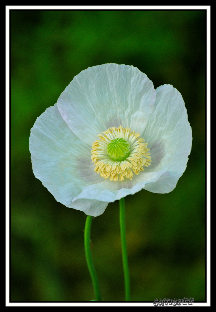 Amapola blanca