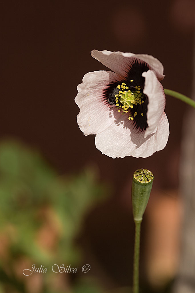 Amapola Blanca.