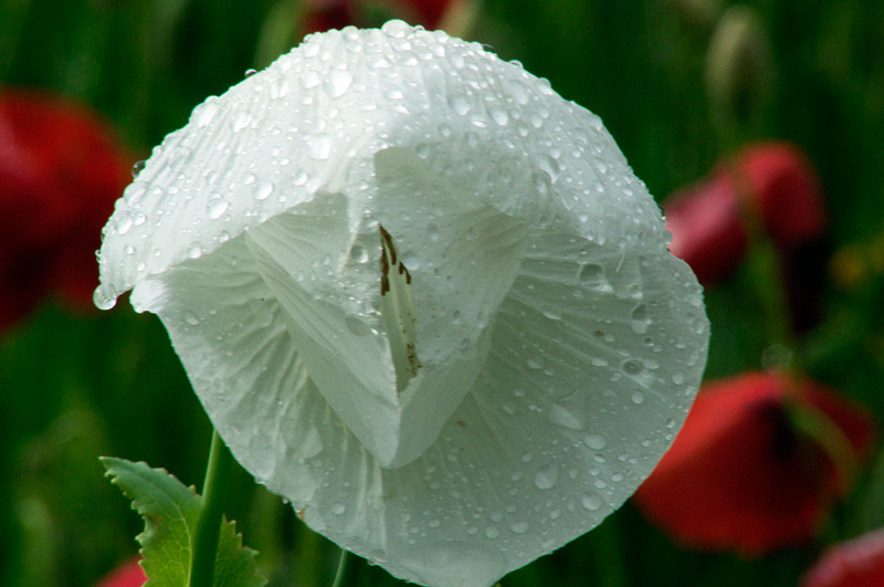 Amapola blanca