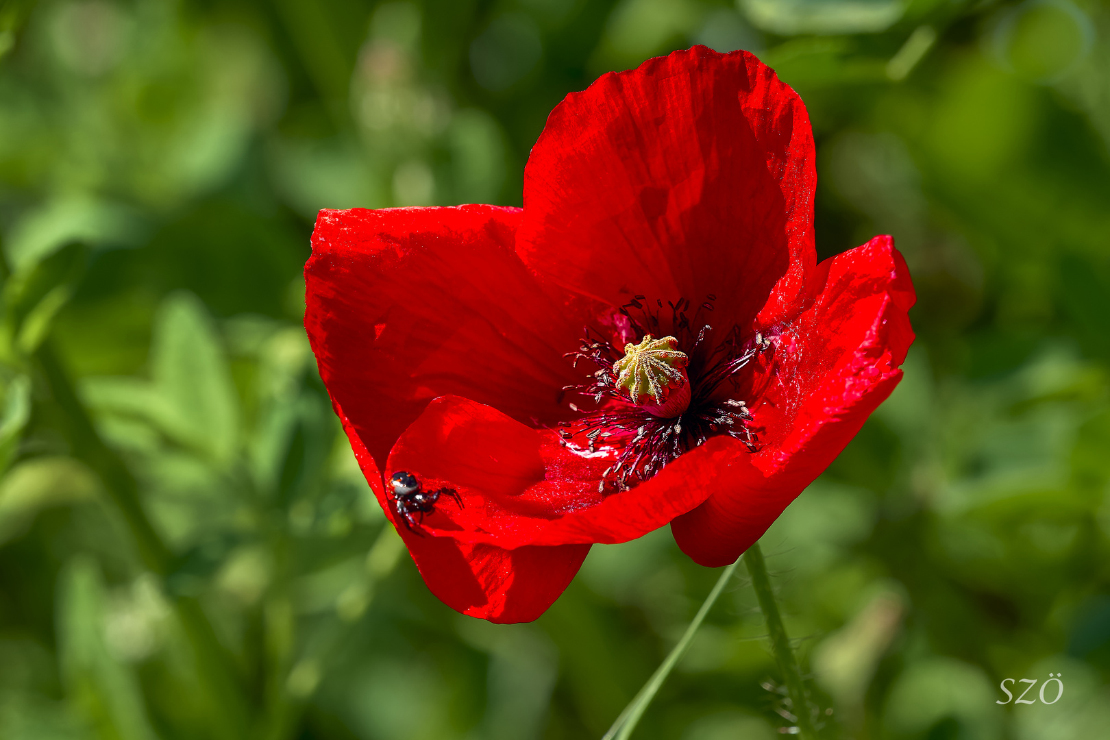 Amapola con Bicho