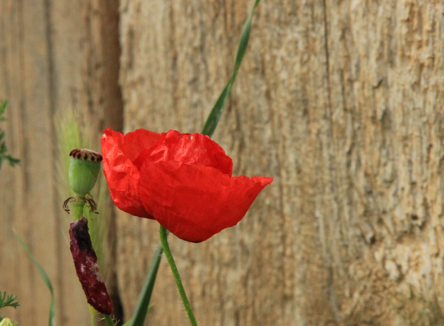 AMAPOLA DE LA PUERTA