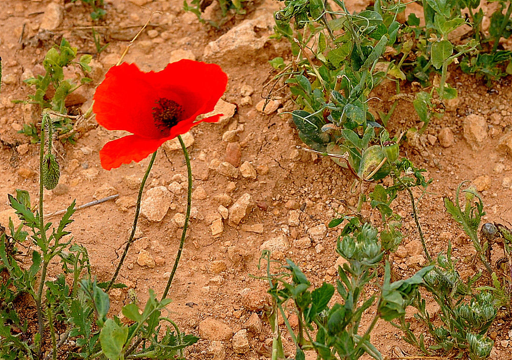 Amapola de secano