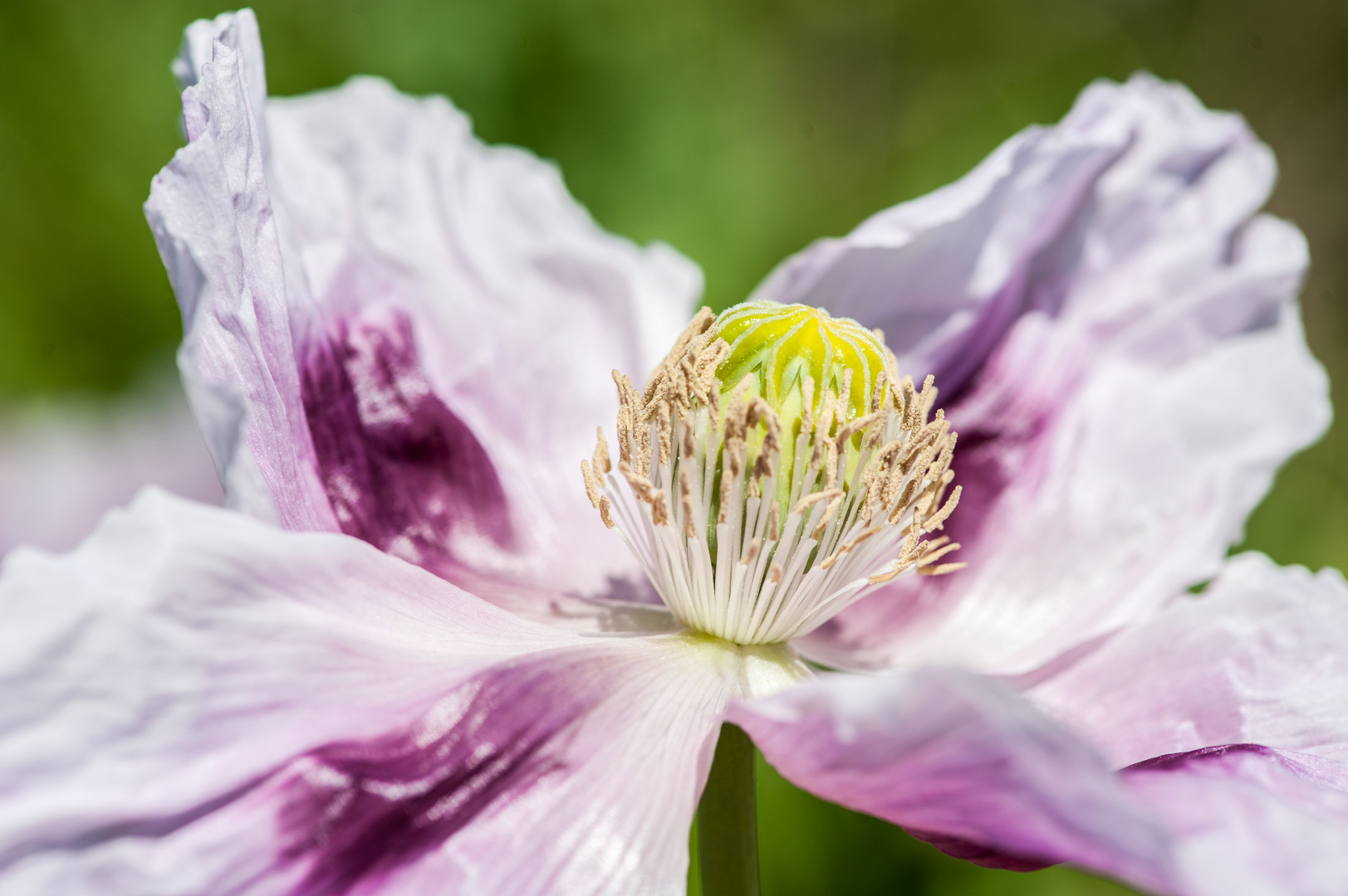 Amapola del opio con flores rosadas