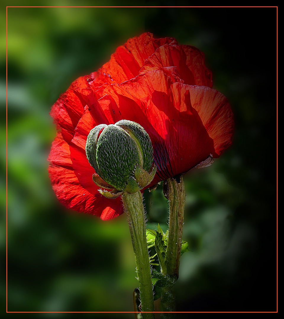 Amapola   en  sombra