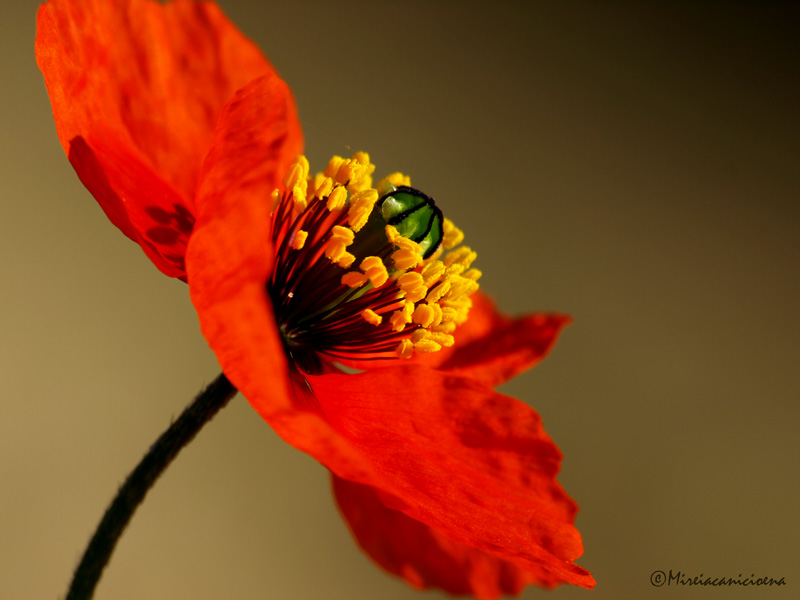 AMAPOLA