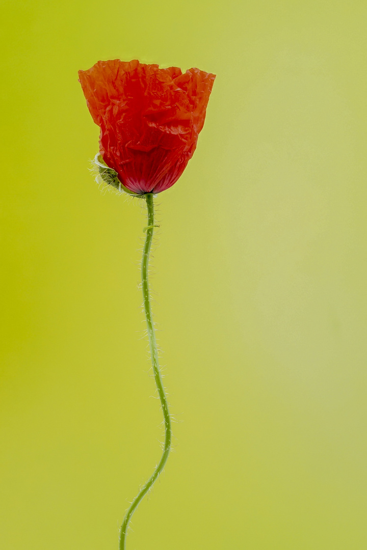 Amapola (fondo verde)