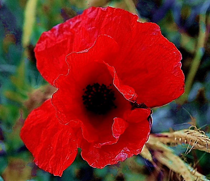 Amapola!!!!! La novia del Campo