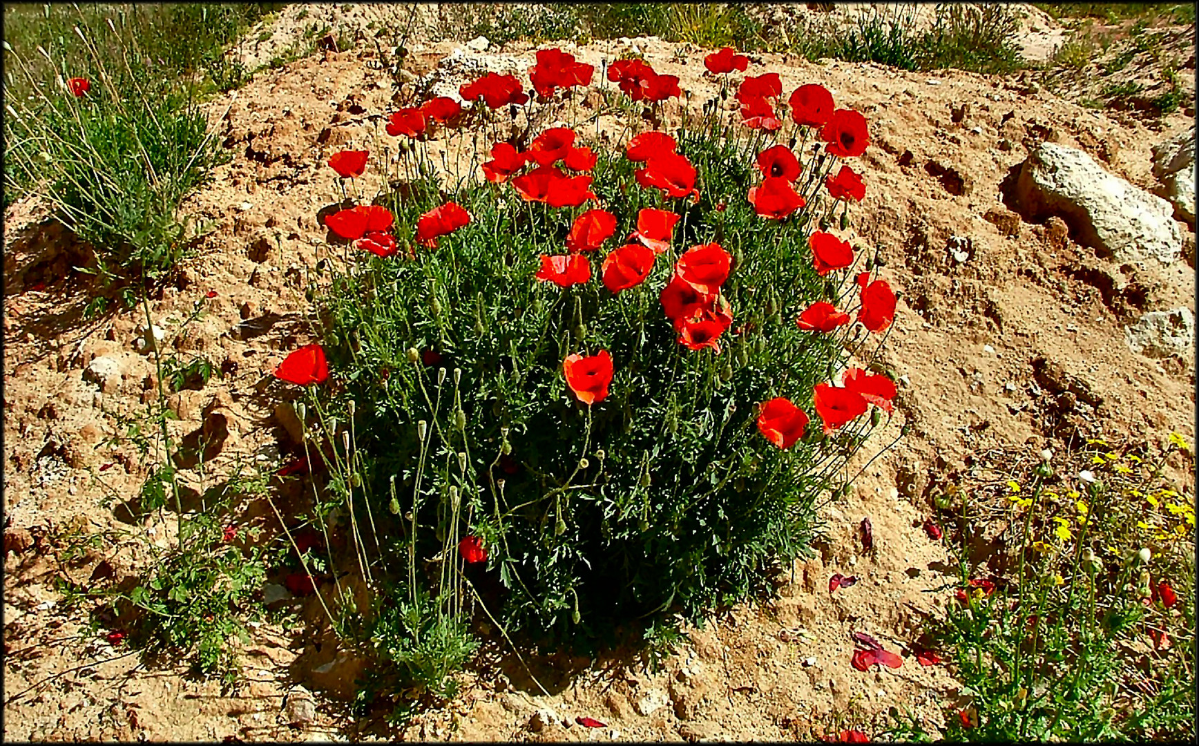 Amapola, lindísima Amapola