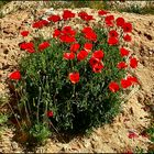 Amapola, lindísima Amapola