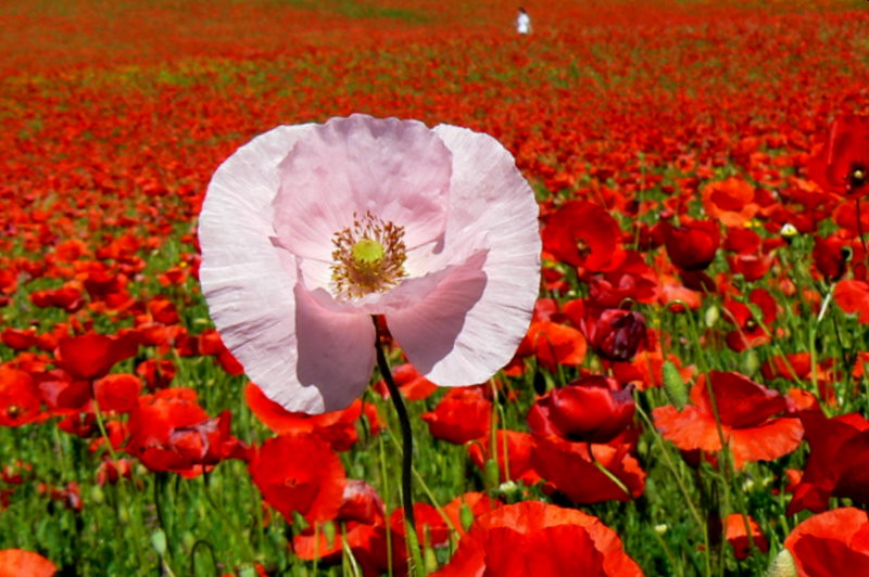 AMAPOLA, LINDISIMA AMAPOLA de María José Gómez Santacruz 