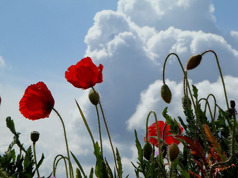 Amapola, lindísima amapola