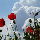 Amapola, lindísima amapola