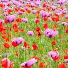 Amapola/ Mohn