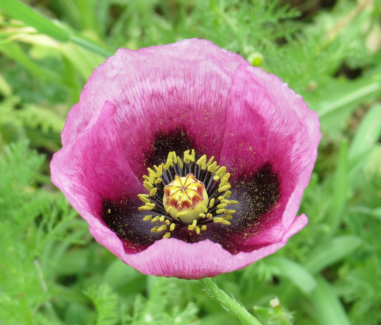 Amapola Morada