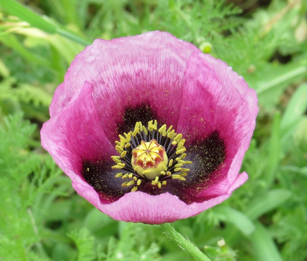 Amapola Morada Imagen & Foto | plantas, flores, top ten Fotos de  fotocommunity