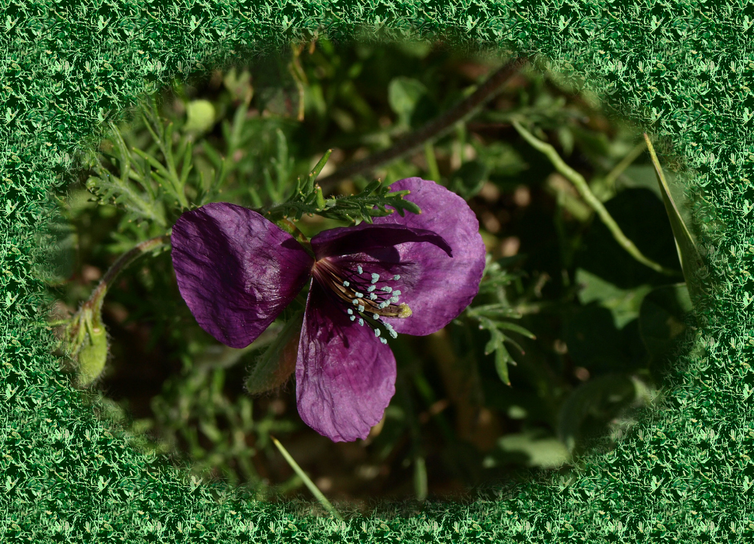 amapola morada