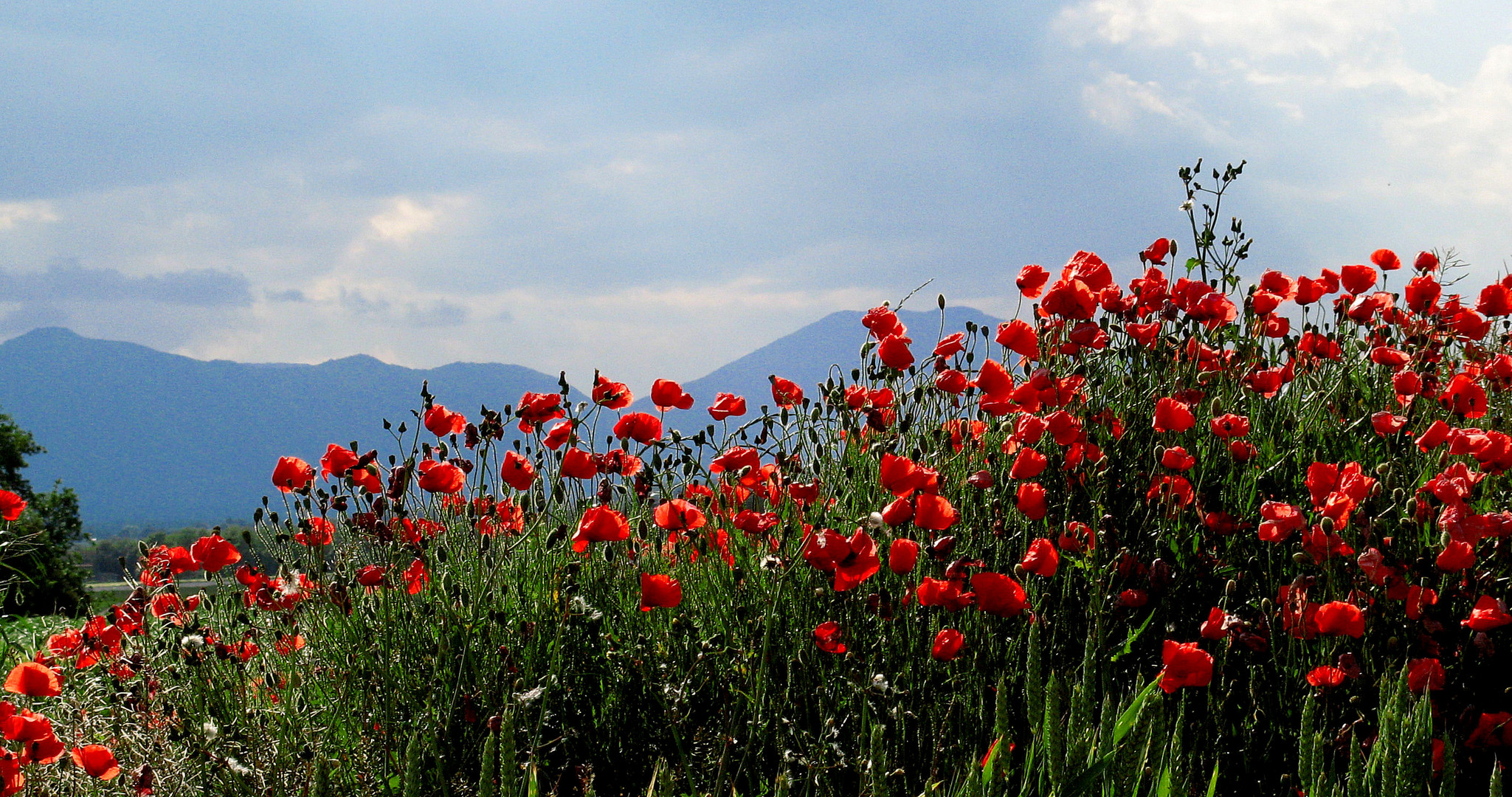 AMAPOLA, ROJA AMAPOLA