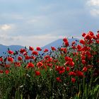 AMAPOLA, ROJA AMAPOLA