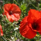 amapola, rosella, gallarets