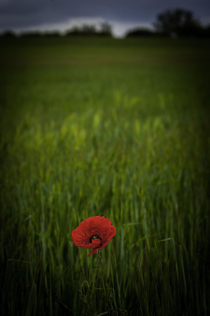 Amapola solitaria