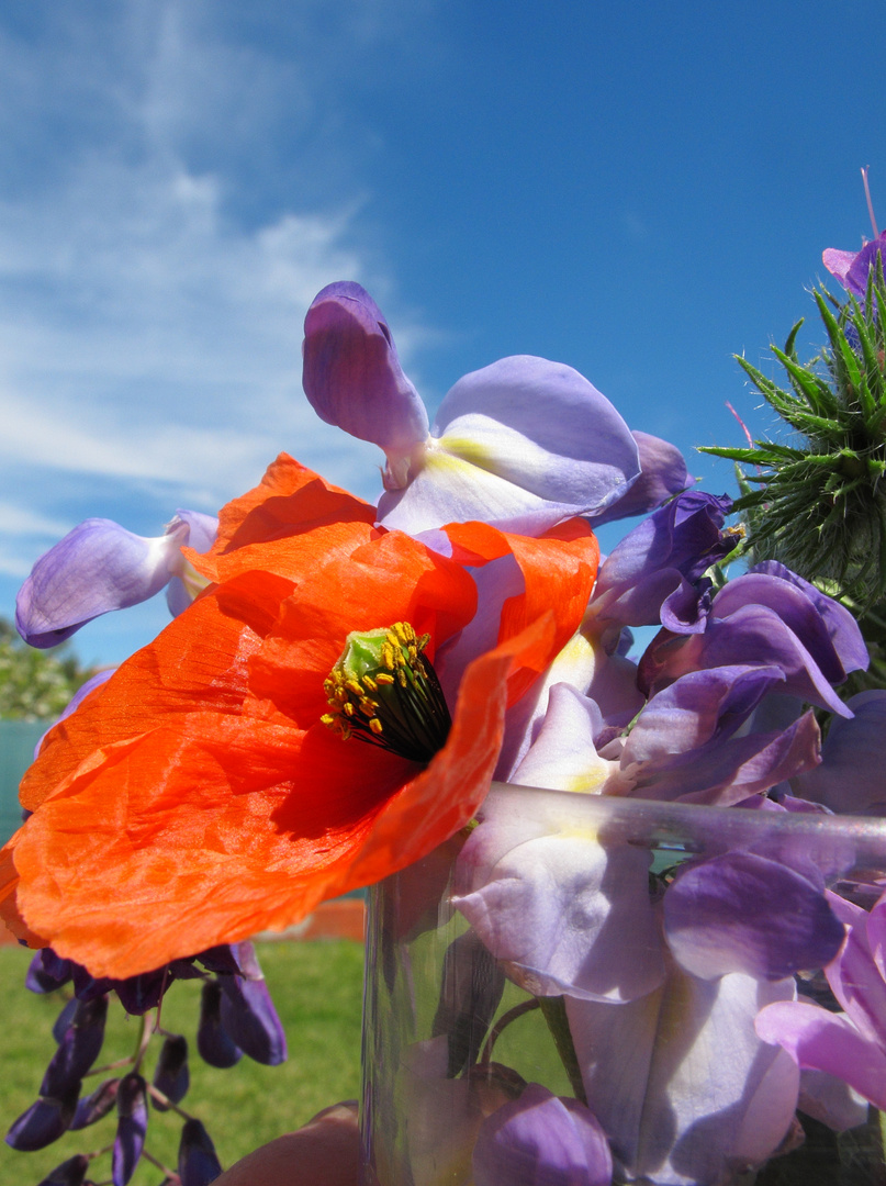 Amapola y otras flores