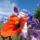 Amapola y otras flores