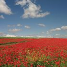 Amapolas