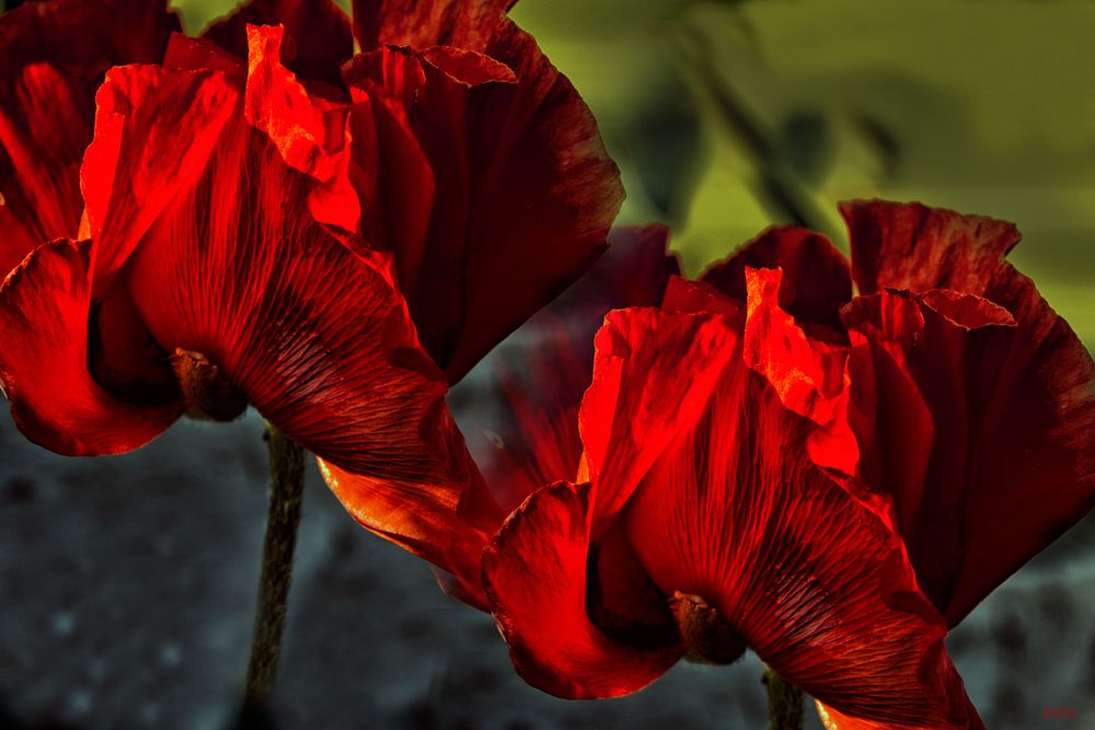 Amapolas